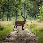 Natuurchalet - Rust Op De Veluwe, Prive Tuin En Bbq Alpstuga