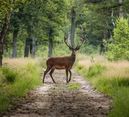 - Rust Op De Veluwe, Prive Tuin En Bbq Chalé